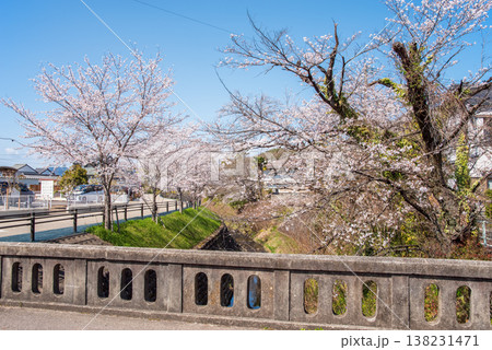 関川の桜《岐阜県 関市》 138231471