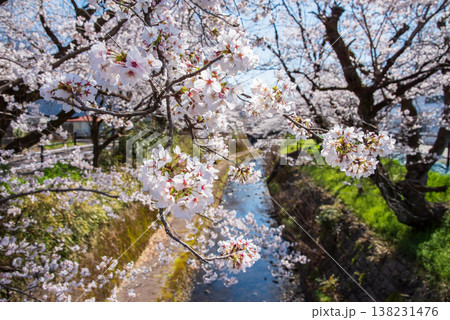 関川の桜《岐阜県 関市》 138231476
