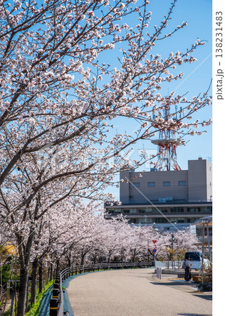 関川の桜《岐阜県 関市》 138231483