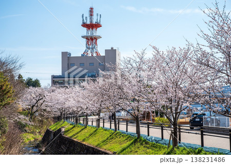 関川の桜《岐阜県 関市》 関川の桜《岐阜県 関市》 138231486