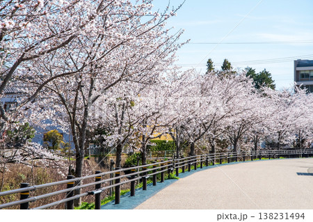 関川の桜《岐阜県 関市》 138231494