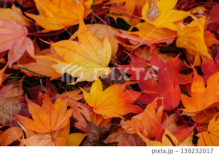 落ち葉も美しい紅葉のじゅうたん 秋の自然背景素材 138232017