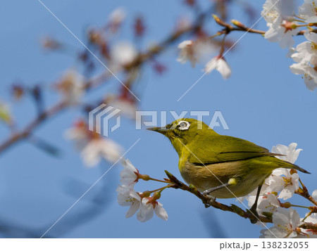 桜の枝にとまるメジロと青空、春の日本の風景（Japanese white-eye, cherry b 138232055
