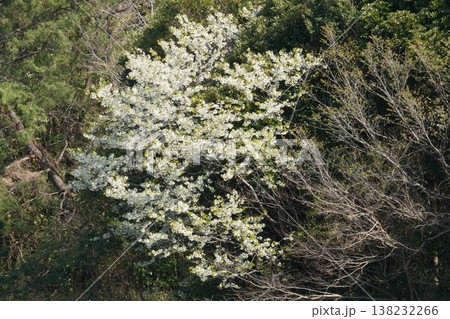 葛西臨海公園の野鳥観察小屋 葛西臨海公園の野鳥観察小屋 138232266