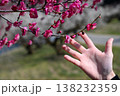 ろうかく梅園 138232359