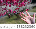 ろうかく梅園 138232360