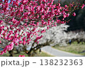 ろうかく梅園 138232363