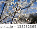 ろうかく梅園 138232365