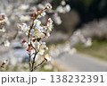 ろうかく梅園 138232391