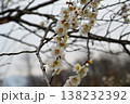 ろうかく梅園 138232392