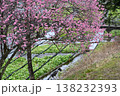 ろうかく梅園 138232393