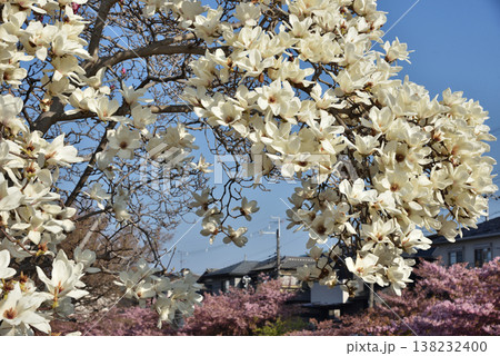 淀水路のハクモクレンと河津桜(京都市伏見区) 淀水路のハクモクレンと河津桜(京都市伏見区) 138232400
