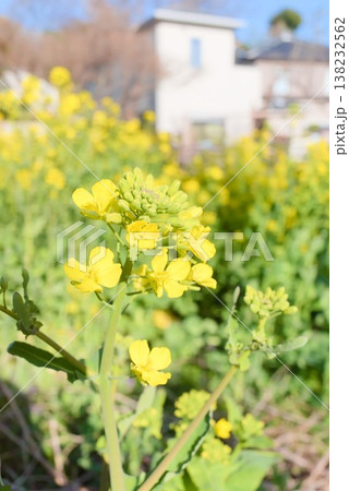 住宅街を背景に咲く菜の花畑の春風景 138232562