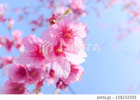 青空を背景に咲く河津桜の春風景 青空を背景に咲く河津桜の春風景 138232585
