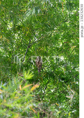 northern hawk owl perched among dense bamboo foliage in natural habitat wildlife bird camouflage green forest environment vertical composition northern hawk owl perched among dense bamboo foliage in natural habitat wildlife bird camouflage green forest environment vertical composition 138232630