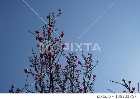 葛西臨海公園の桃の花 葛西臨海公園の桃の花 138232757