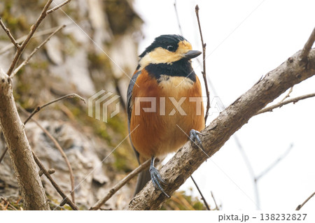 枝にとまるヤマガラ 北海道で見られる可愛い野鳥 138232827