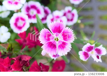 花壇で咲くナデシコのクローズアップ 138233006
