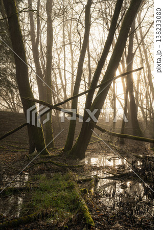 Mystic forest, Schwerte, North Rhine Westphalia, Germany 138233080