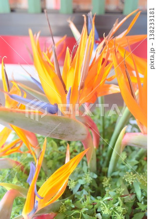 極楽鳥花が咲く南国植物のクローズアップ 138233181