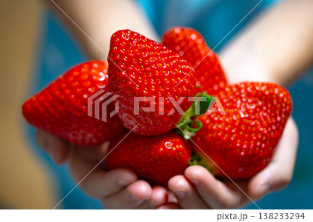 A little girl holding ripe strawberry in hands. Harvest of fresh strawberry A little girl holding ripe strawberry in hands. Harvest of fresh strawberry 138233294