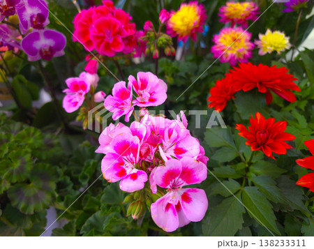 A geranium with pink petals, geranium, pelargonium A geranium with pink petals, geranium, pelargonium 138233311