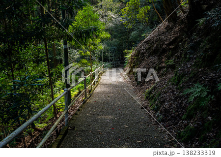 速川神社の参道の風景(西都市) 速川神社の参道の風景(西都市) 138233319