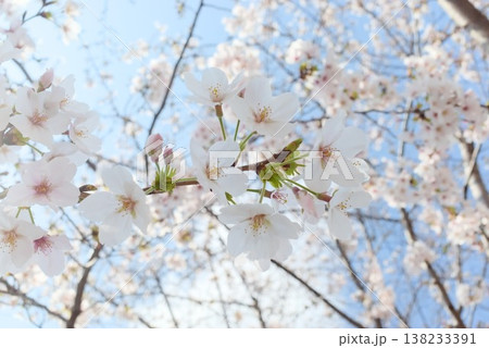 青空へ伸びる桜の枝と満開の花、春の観光販促に使えるコピースペース素材 青空へ伸びる桜の枝と満開の花、春の観光販促に使えるコピースペース素材 138233391