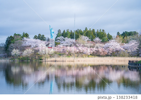「青森県」いちょう公園の桜満開の風景　おいらせ町 138233418