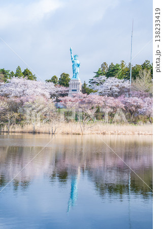「青森県」いちょう公園の桜満開の風景　おいらせ町 138233419