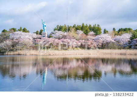 「青森県」いちょう公園の桜満開の風景 おいらせ町 「青森県」いちょう公園の桜満開の風景 おいらせ町 138233422