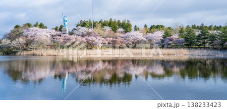 「青森県」いちょう公園の桜満開の風景　おいらせ町 138233423