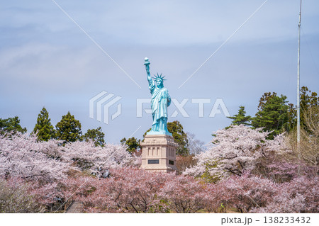 「青森県」いちょう公園の桜満開の風景 おいらせ町 「青森県」いちょう公園の桜満開の風景 おいらせ町 138233432