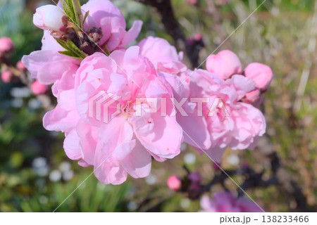 桃の花の接写と春の庭景色、観賞用や販促に使える季節素材 138233466