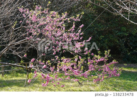 葛西臨海公園の桃の花 葛西臨海公園の桃の花 138233478