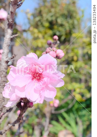 桃の花一輪と蕾の縦構図、春の庭景色を伝えるコピースペース素材 138233494