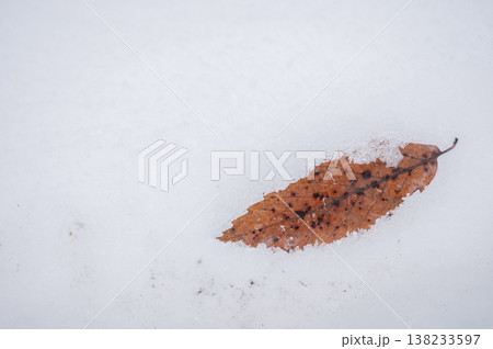 一面の雪の上に静かに横たわる一枚の枯れ葉 一面の雪の上に静かに横たわる一枚の枯れ葉 138233597