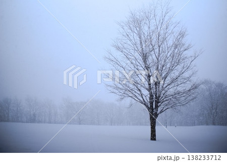 雪原に立つ一本の落葉樹と冬空、広報に使えるコピースペース素材 雪原に立つ一本の落葉樹と冬空、広報に使えるコピースペース素材 138233712