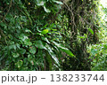 木が鬱蒼と茂った森 138233744