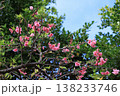 森の中で咲く桜の花 138233746
