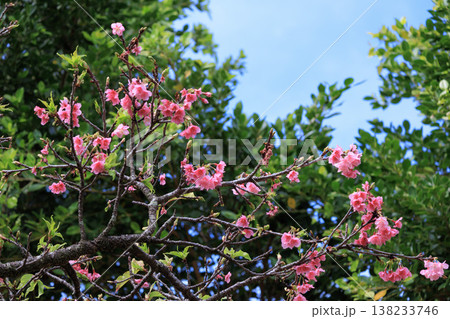 森の中で咲く桜の花 138233746