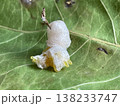 葉っぱの上にあるバッタの卵 138233747