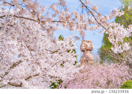 「青森県」春・ 桜満開の八戸公園の風景 八戸市 「青森県」春・ 桜満開の八戸公園の風景 八戸市 138233938