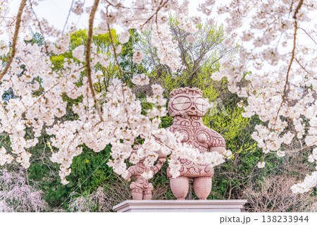 「青森県」春・ 桜満開の八戸公園の風景　八戸市 138233944