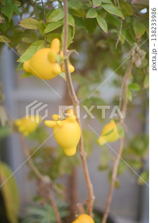 黄色いフォックスフェイスの実が連なる枝、園芸や季節装飾に使いやすい縦構図素材 138233986