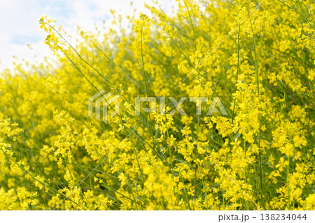 一面の菜の花 138234044