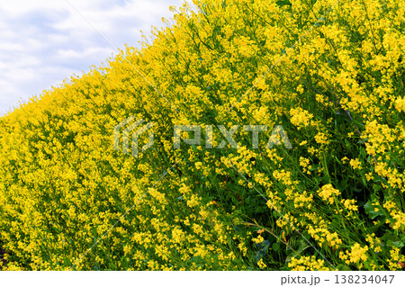 一面の菜の花 一面の菜の花 138234047
