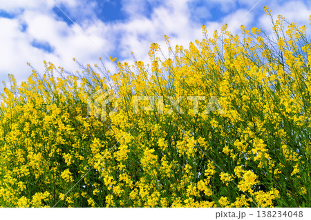 一面の菜の花 一面の菜の花 138234048