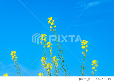 青空に菜の花 138234049