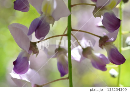 藤の花のある風景 138234309